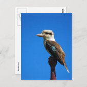 kookaburra BLUE Briefkaart (Voorkant / Achterkant)