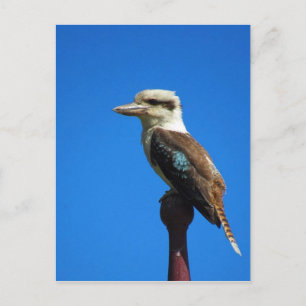 kookaburra BLUE Briefkaart