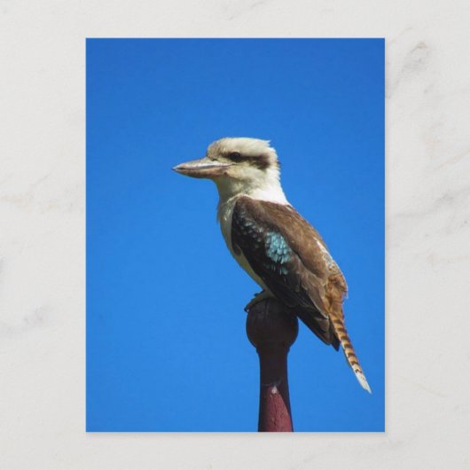 kookaburra BLUE Briefkaart (Voorkant)
