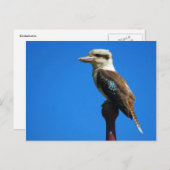 kookaburra briefkaart (Voorkant / Achterkant)