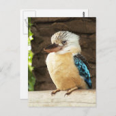 Kookaburra Briefkaart (Voorkant / Achterkant)
