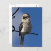 Kookaburra Briefkaart (Voorkant / Achterkant)