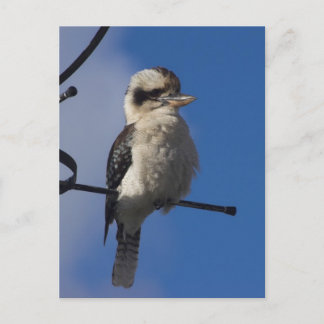 Kookaburra Briefkaart