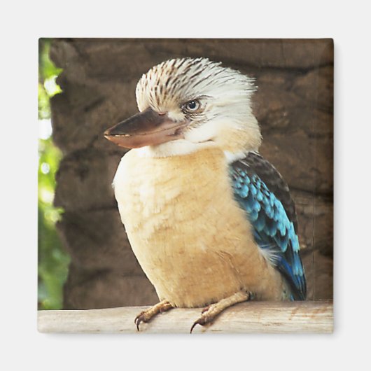 Kookaburra Magneet (Voorkant)