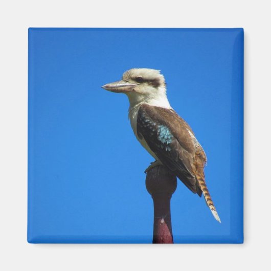 kookaburra magneet (Voorkant)