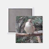 Kookaburra Magnet Magneet (Voorkant / Achterkant)