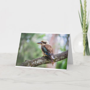 Kookaburra op tak kaart