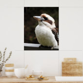 Kookaburra Poster (Keuken)