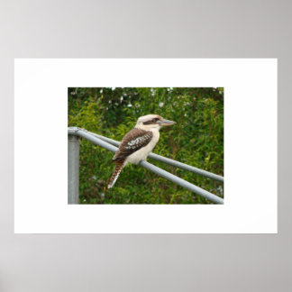 Kookaburra Poster
