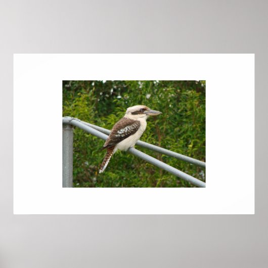 Kookaburra Poster (Voorkant)