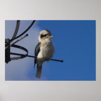 Kookaburra