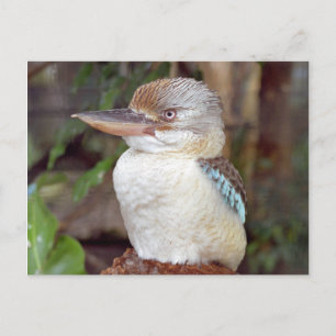 Kookaburra zien Briefkaart