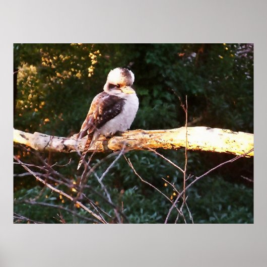 KOOKABURRA ZIT.. Poster (Voorkant)