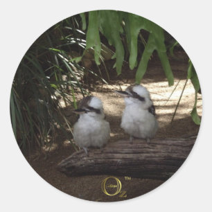 Kookaburras lachen ronde sticker