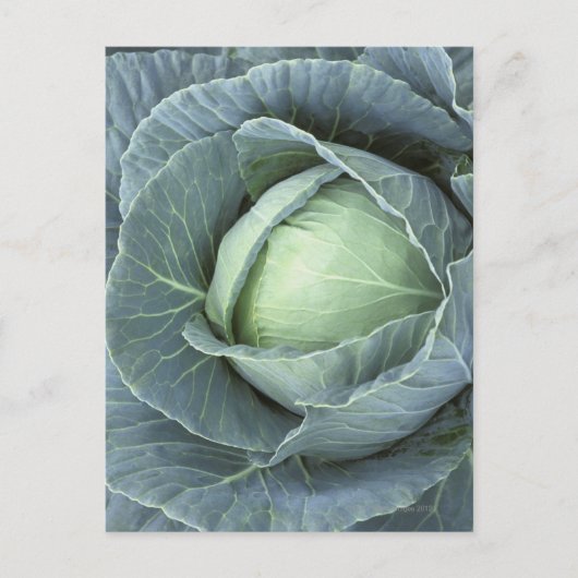 Kool met druppels water erop, briefkaart (Voorkant)