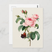 Kool Roos Botanische Illustratie Briefkaart (Voorkant / Achterkant)