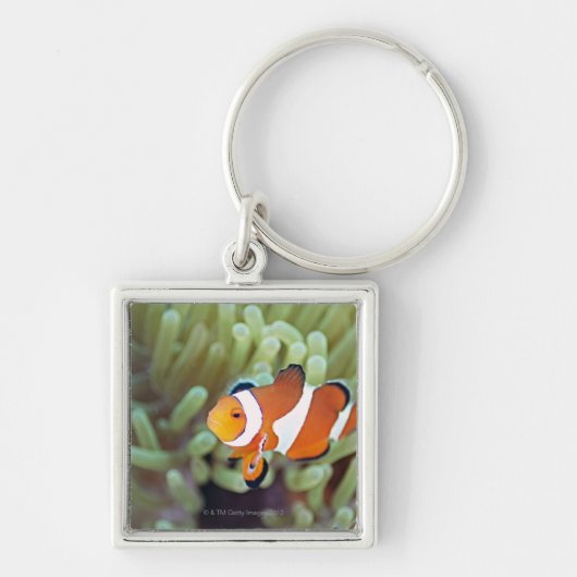 Koolanemonefish 4 sleutelhanger (Voorkant)