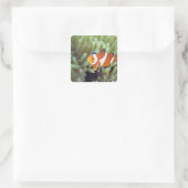 Koolanemonefish 4 vierkante sticker (Tas)