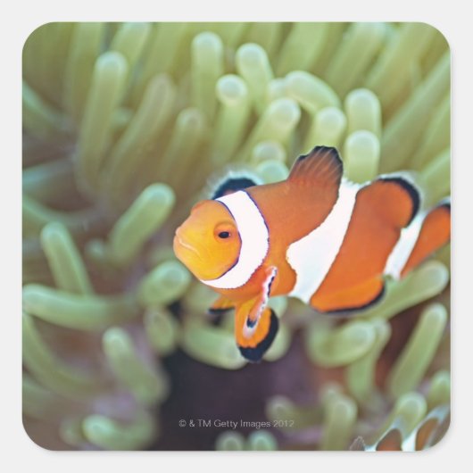 Koolanemonefish 4 vierkante sticker (Voorkant)