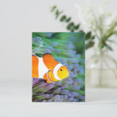 Koolanemonefish Briefkaart (Staand voorkant)