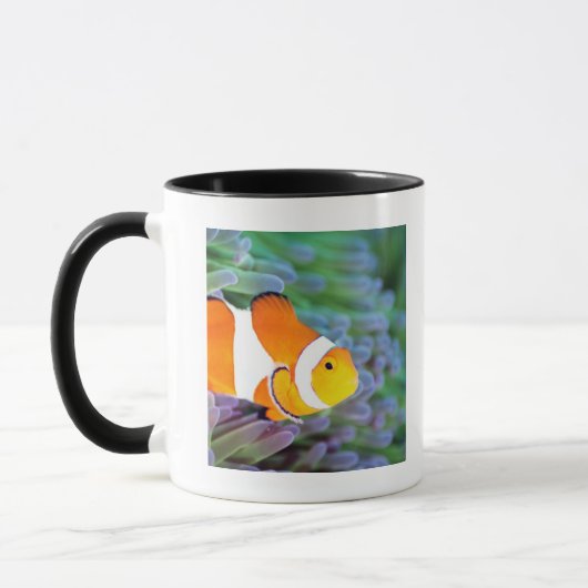 Koolanemonefish Mok (Links)