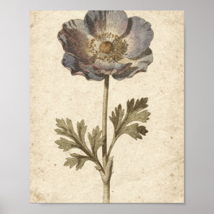Koolanemoon Botanische Bloemkunst Poster