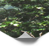 Ko'olau Mountains en Koa-bomen Poster (Hoek)