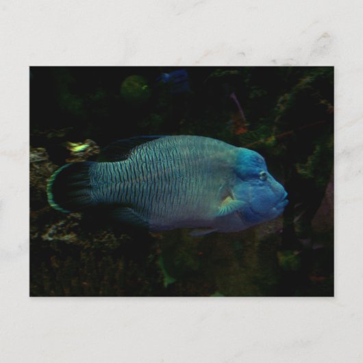 Koolblauwe vis briefkaart (Voorkant)