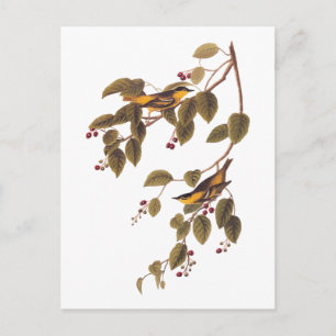 koolgrasmus Audubon Bird Briefkaart