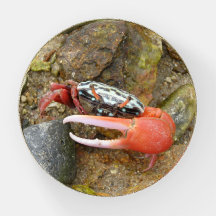 Koolkrab