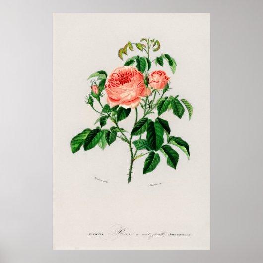 Koolroos (Rosa Centifilia) Poster (Voorkant)