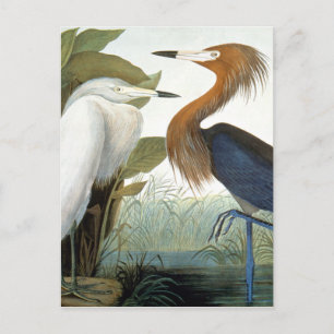 koolstof: roodbaars of Paarse haron Briefkaart