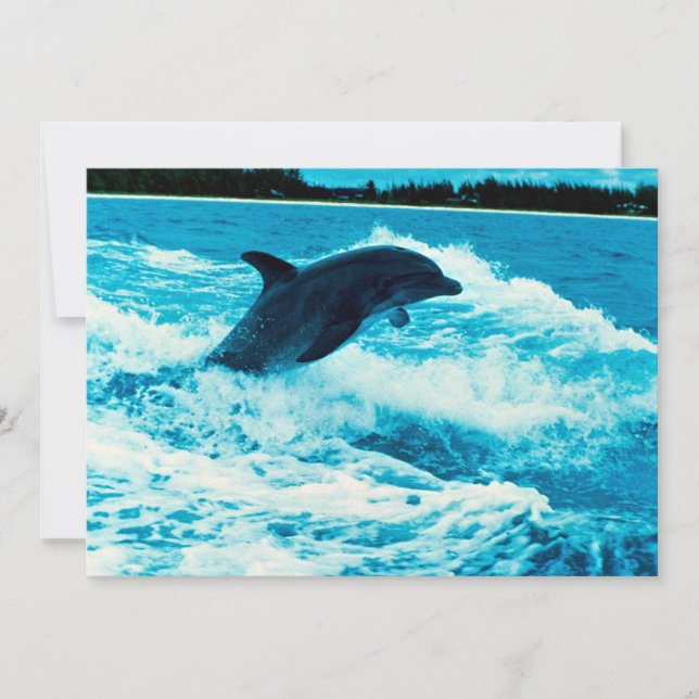 Koolstofdolfijn (Tursiops truncatus), Bahama is (Voorkant)