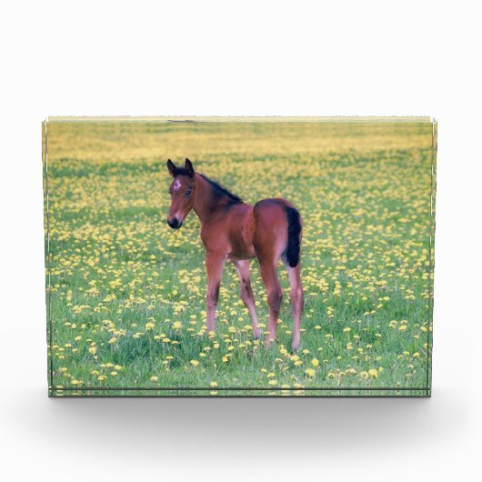 Koolt in Dandelion Field Fotoblokken (Voorkant)