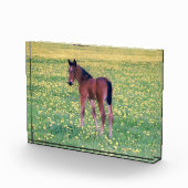Koolt in Dandelion Field Fotoblokken (Rechts)