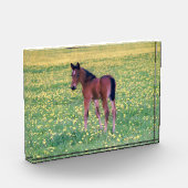 Koolt in Dandelion Field Fotoblokken (Links)