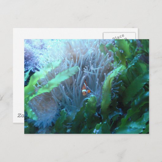 Koolvis Briefkaart (Voorkant / Achterkant)