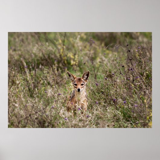 Koolvis Poster (Voorkant)