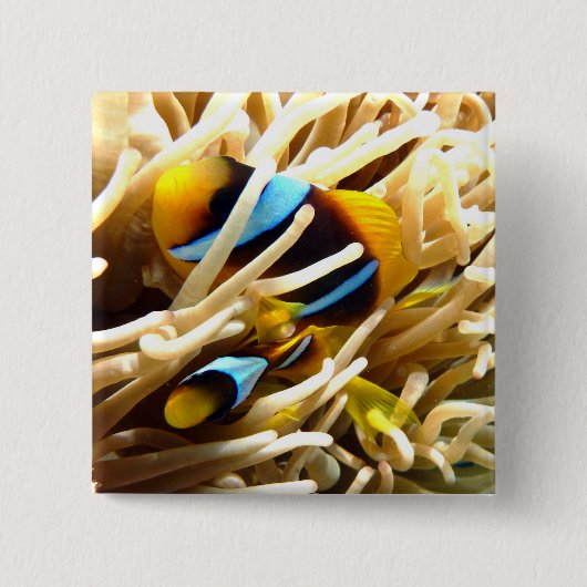 Koolvis Vierkante Button 5,1 Cm (Voorkant)