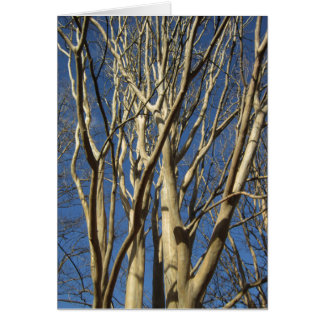 koolzaad tijdens de winter