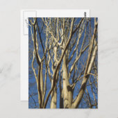 koolzaad tijdens de winter briefkaart (Voorkant / Achterkant)