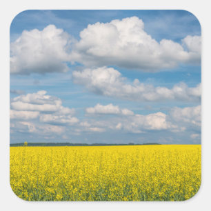 Koolzaakveld & Wolken Vierkante Sticker