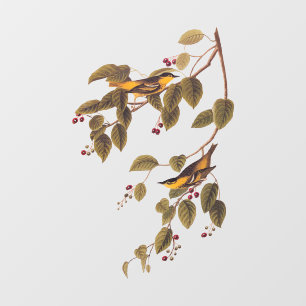 Koolzuurkool Raamsticker