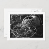 Koord Briefkaart (Voorkant / Achterkant)