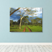 Koortsboom (Acacia Xanthophloea) met vuil spoor Canvas Afdruk (Insitu (Houten vloer))