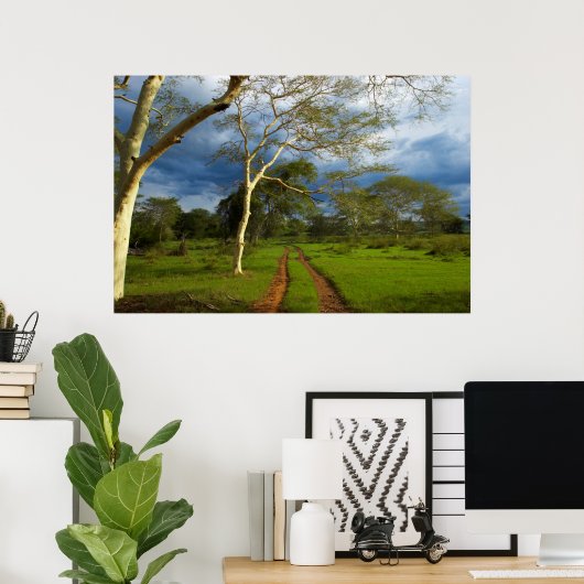 Koortsboom (Acacia Xanthophloea) met vuil spoor Poster (Thuiskantoor)