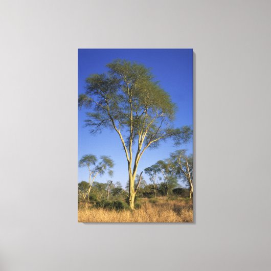 Koortsboom (Acacia Xanthophloea), Punda Maria Canvas Afdruk (Voorkant)