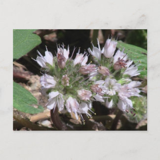 Kooskooskia Idaho Flora Flowers Botany Wildflower Briefkaart
