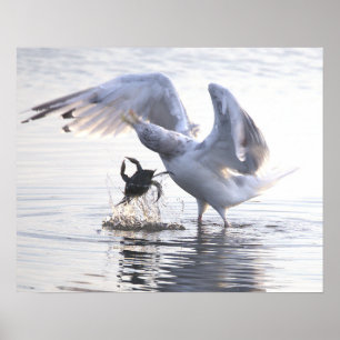 Kop mee Krab Visvangst Foto Poster