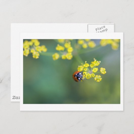 kop op ladybug briefkaart (Voorkant / Achterkant)